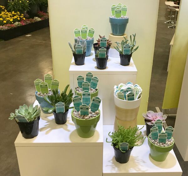 Cacti and Succulent Tags