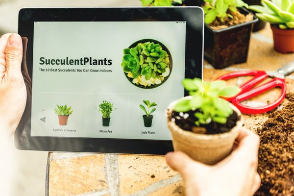 Online boomt – auch bei Pflanzen