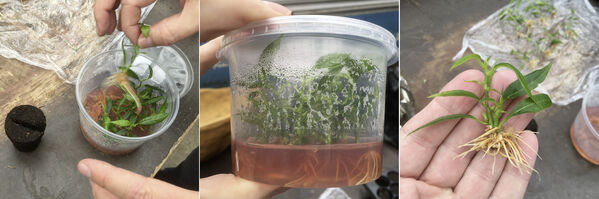 ULU plants in in-vitro culture in a cup with 10 plants each